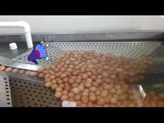 εργοστάσιο επεξεργασίας υγρών αυγών με σπάσιμο αυγών και παστερίωση